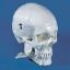 Model Skull Dental