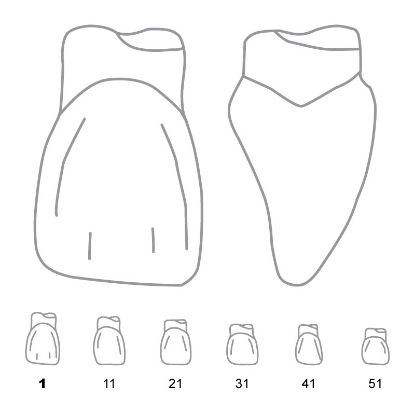 Crown Forms Clear (Odus Pella) Centrals 1 x 1 Pair