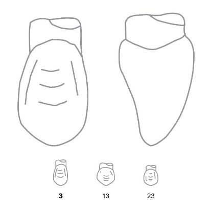 Crown Forms Clear (Odus Pella) Canines 3 x 1 Pair