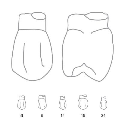 Crown Forms Clear (Odus Pella) Bi-Cuspids 4 x 1 Pair