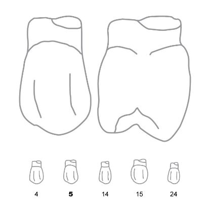 Crown Forms Clear (Odus Pella) Bi-Cuspids 5 x 1 Pair
