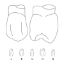 Crown Forms Clear (Odus Pella) Bi-Cuspids 5 x 1 Pair
