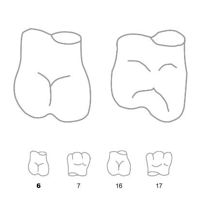 Crown Forms Clear (Odus Pella) Molars 6 x 1 Pair