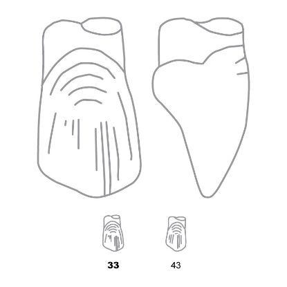 Crown Forms Clear (Odus Pella) Canines Xl 33 x 1 Pair