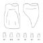Crown Forms Clear (Odus Pella) Central Cervical Part Enlarged 111 x 1 Pair