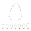 Crown Polycarbonate (Unodent) Upper Central Incisors Left 19 x 5