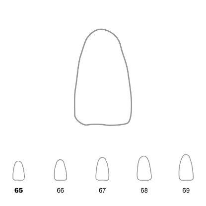 Crown Polycarbonate (Unodent) Lower Incisors 65 x 5