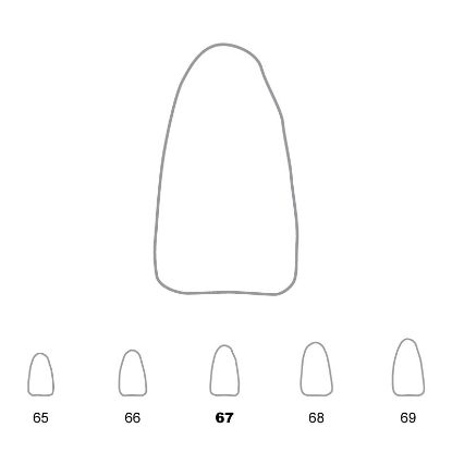 Crown Polycarbonate (Unodent) Lower Incisors 67 x 5