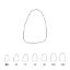 Crown Polycarbonate (Directa) Upper Central Incisors Left 15 x 5