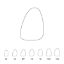Crown Polycarbonate (Directa) Upper Central Incisors Left 17 x 5