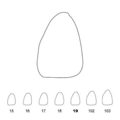 Crown Polycarbonate (Directa) Upper Central Incisors Left 19 x 5
