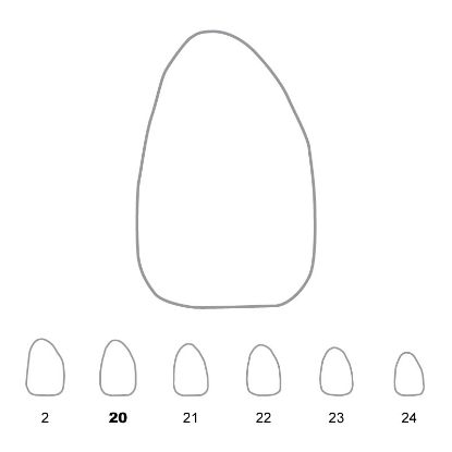 Crown Polycarbonate (Directa) Upper Lateral Incisor Right 20 x 5