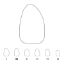 Crown Polycarbonate (Directa) Upper Lateral Incisor Right 20 x 5