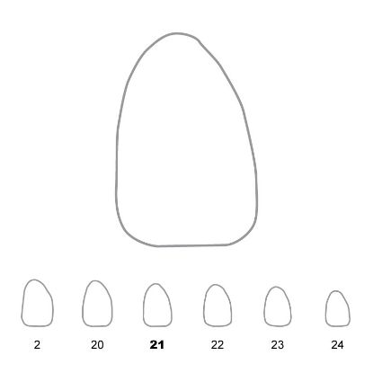 Crown Polycarbonate (Directa) Upper Lateral Incisor Right 21 x 5