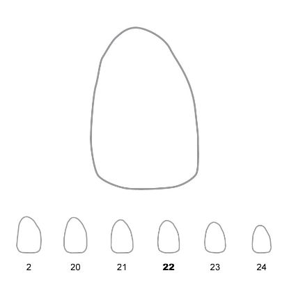 Crown Polycarbonate (Directa) Upper Lateral Incisor Right 22 x 5