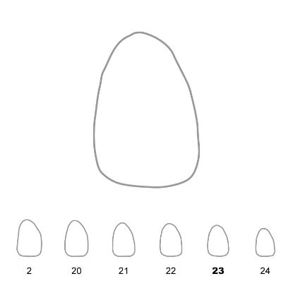 Crown Polycarbonate (Directa) Upper Lateral Incisor Right 23 x 5