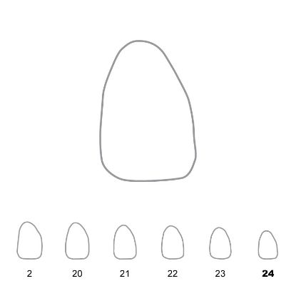Crown Polycarbonate (Directa) Upper Lateral Incisor Right 24 x 5