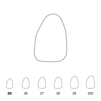 Crown Polycarbonate (Directa) Upper Lateral Incisor Left 25 x 5