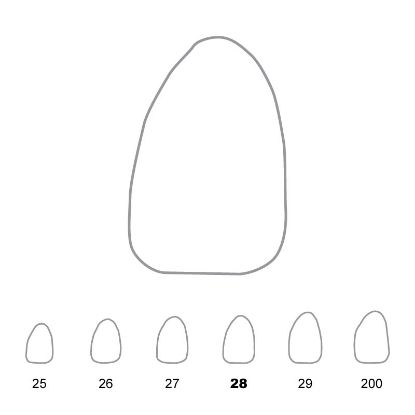 Crown Polycarbonate (Directa) Upper Lateral Incisor Left 28 x 5