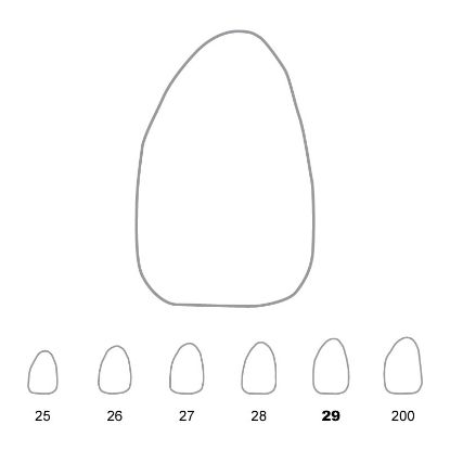 Crown Polycarbonate (Directa) Upper Lateral Incisor Left 29 x 5