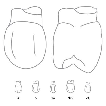 Crown Forms Clear (Odus Pella) Bi-Cuspids 15 x 1 Pair