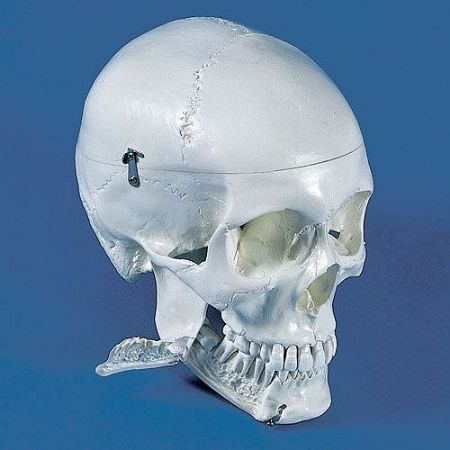 Picture for category Dental Education & Training 