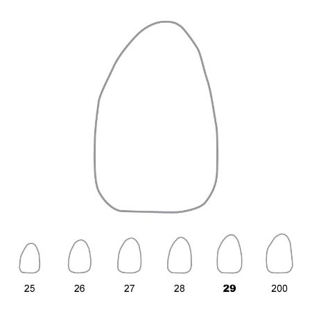 Picture for category Upper Lateral Incisors